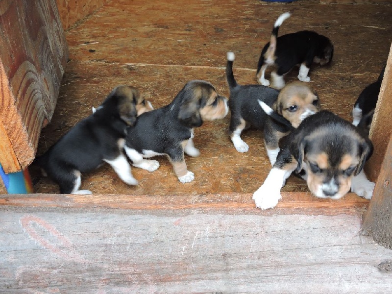 chiot Beagle Du Crack Des Bois